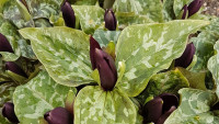 lekninLKTrillium sessile